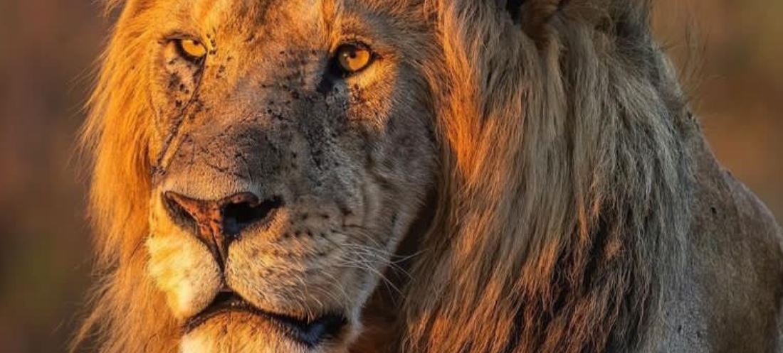 2 Days Safari by Train to Mikumi National Park