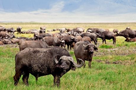 5 Days Big 5 Safari Tour