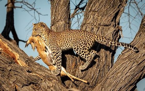 5 Days Tanzania Private Lodge Safari