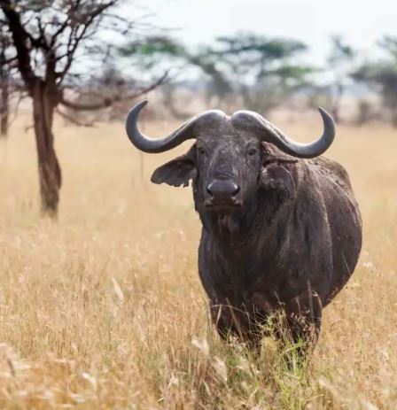 5 Days Safari from Arusha Tanzania