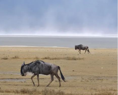 7 Days Great Migration Safari Tanzania