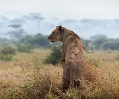 10 Days Safari Best of Northern Tanzania