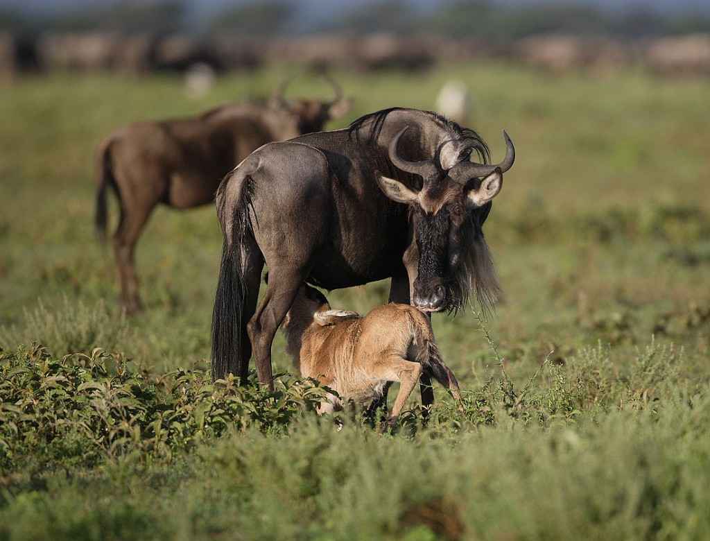 8 Days 7 Nights Great Migration- Calving Season