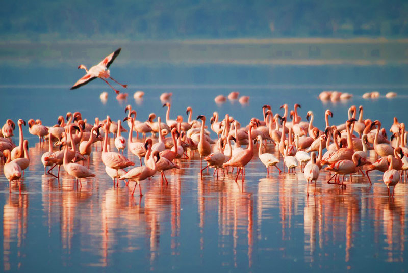 17 Days Tanzania Safari & Zanzibar Vacation