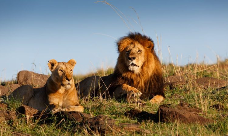 3 Days Masai Mara Semi Luxury Group Joining Safari