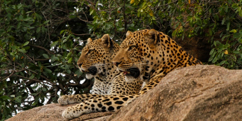 High-End Safari in Tanzania