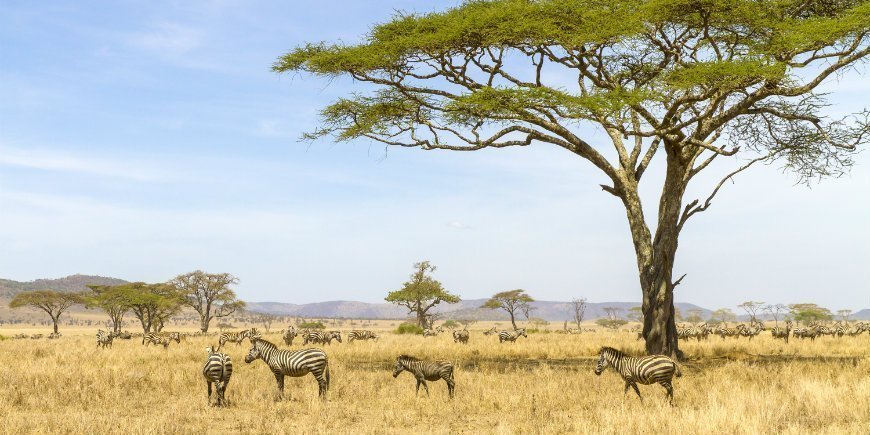 6 Days 5 Nights Best Of Northern Tanzania Safaris