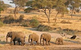 4 Days Tanzania Discovery Mid-Range Safari Expedition