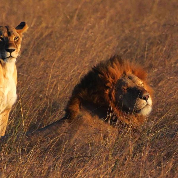 6 Days Kenya Budget Small Group Safari