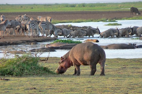Best Tanzania Safari