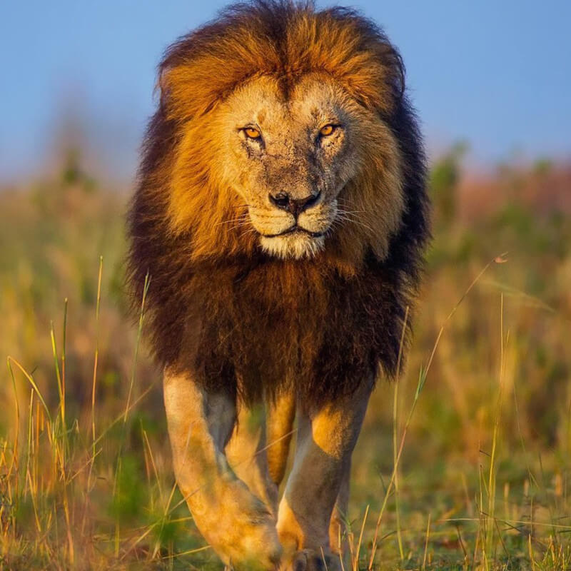 11 Days Kenya Safari