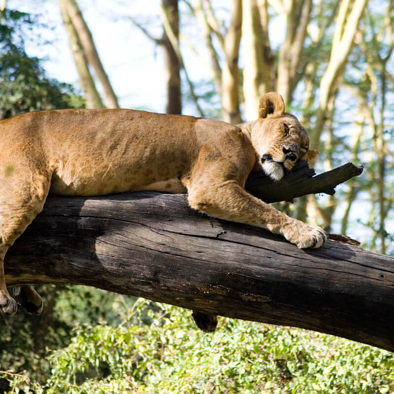 5 Days Lake Nakuru & Maasai Mara