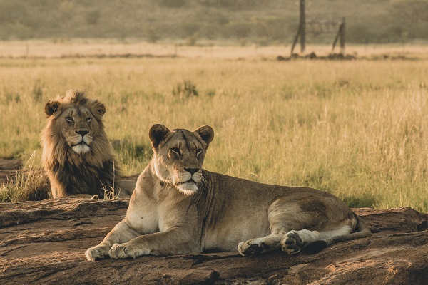 5 Days The Serengeti Trail Serengeti and Ngorongoro Crater