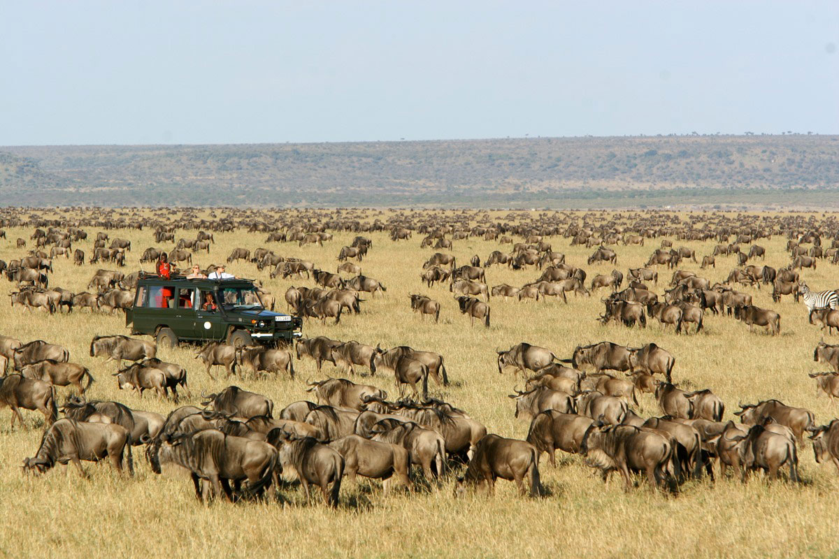 12 Days Wildlife Safari to Samburu, Aberdare, Nakuru, Amboseli, Naivasha & Masai Mara