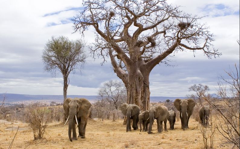 8 Days –The Mixture Of Culture And Wild Classic Safari Holiday Of The Northern Tanzania