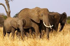10 Days Tanzania Luxury Safari