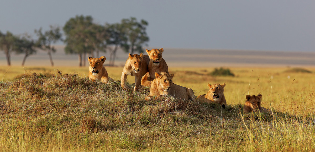 7 Days Southern Tanzania Safari