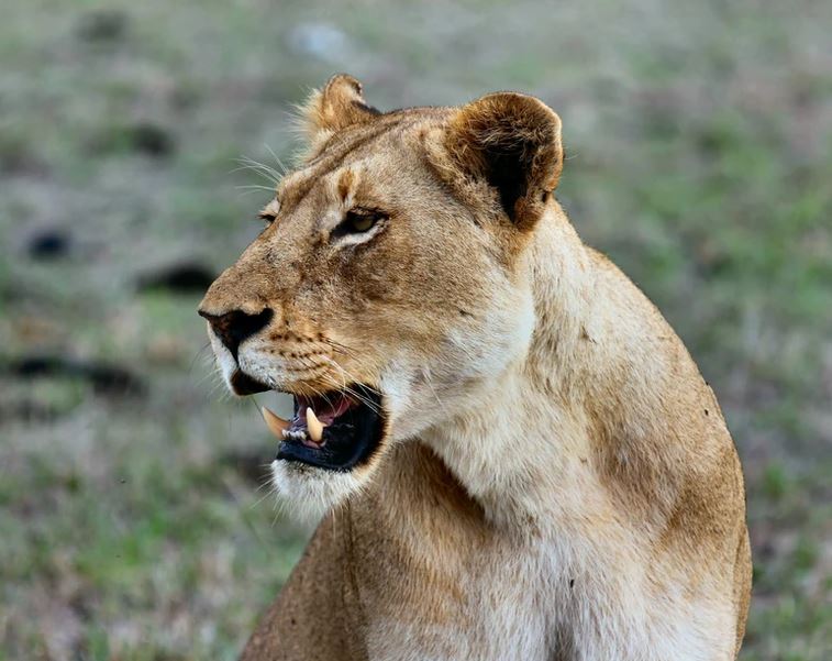 3 Day Safari with Sunset Drive