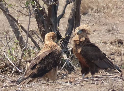 Northern Kruger Birding Tour