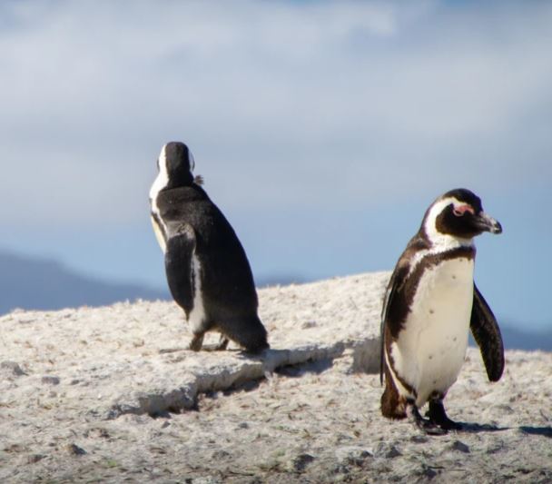 5-Day Cape Town Visit