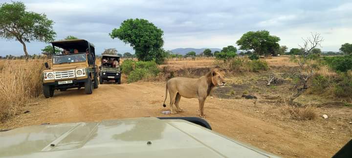 Day Trip to Mikumi National Park by Train