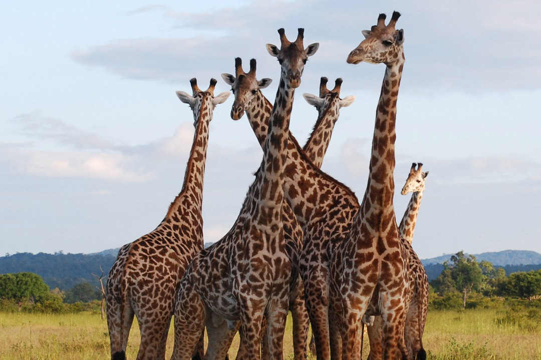 3 Days Tanzania Safari to Mikumi