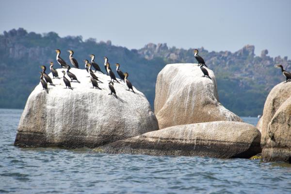 3 Serengeti, Victoria and Saanane National Park