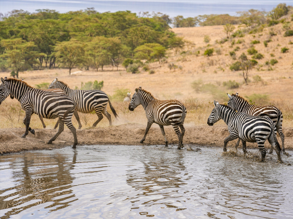 6-Day Budget Safari & Beach Escape For Thrill And Social Travelers