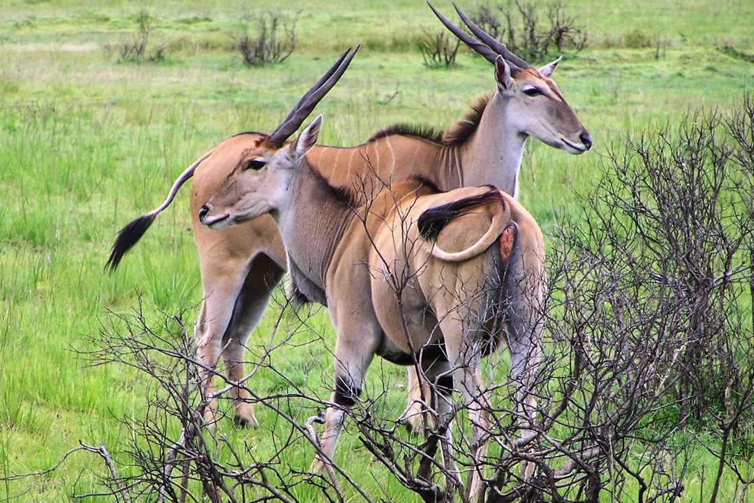 6 Days Tanzania Southern Safari to Ruaha