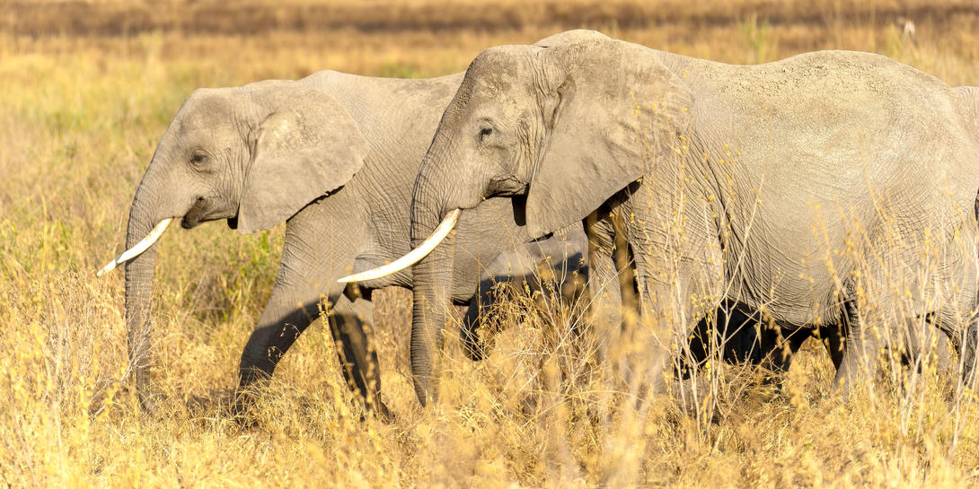 5-Day In Tanzania, a Wildlife & Culture Express