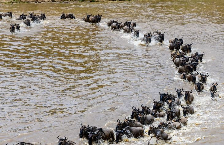 5 Days Midrange Kenyan Safari Tour