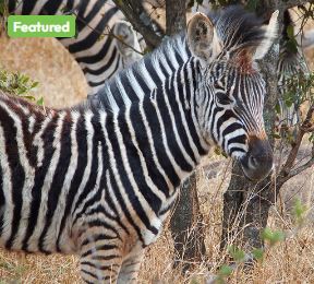 13 Days Experience Kenya & Tanzania Safari