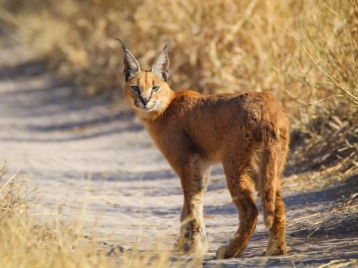 Kalahari Exploration Safari