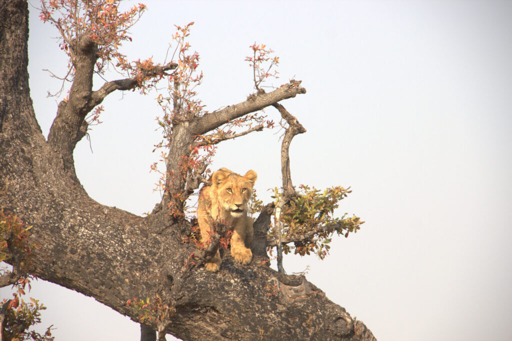 Okavango Delta, Moremi, Khwai & Savuti Safari Experience