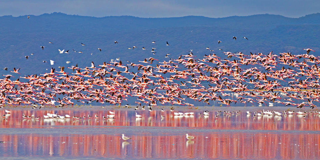 7-Day Action Packed Safari
