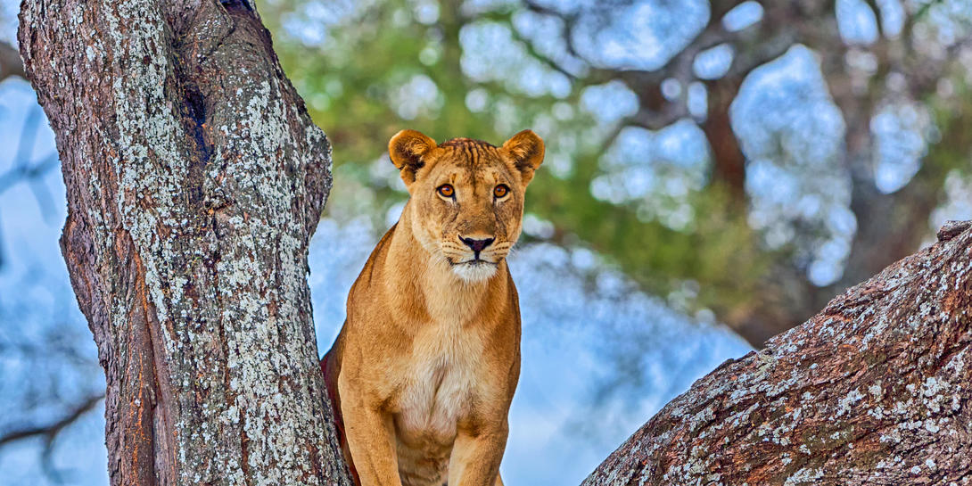 5-Day Cultural Immersive Experience & Safari Adventure