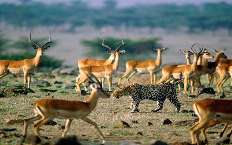 3-Days Tanzania Adventure Safari