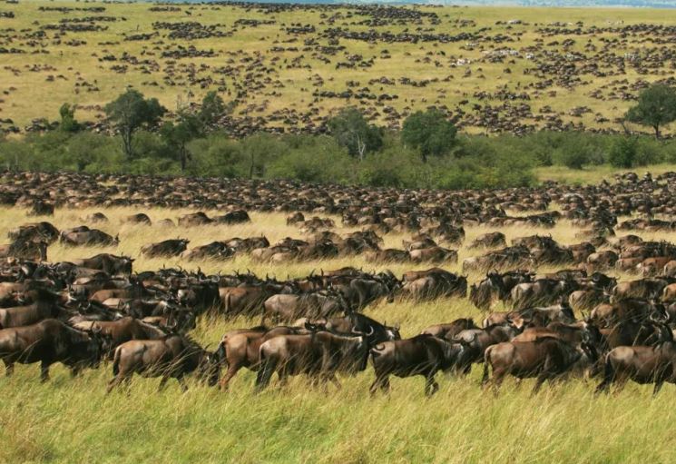 9 Days 8 Nights – Amboseli, Lake Naivasha, Lake Nakuru and Maasai Mara Safari