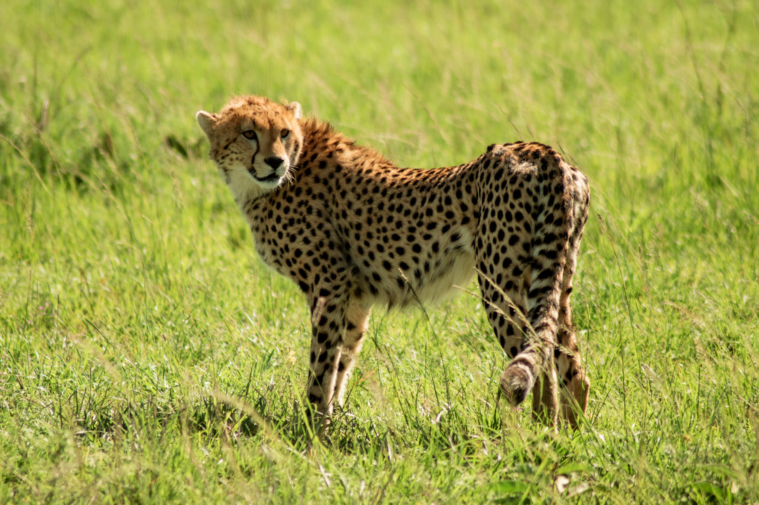 6-Day Kenya Affordable Safari – Budget Tour