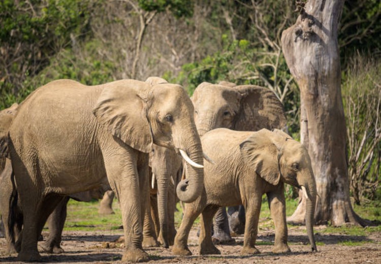 3 Days Murchison Falls National Park