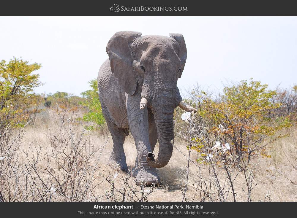 3-Day Etosha National Park Epic Guided Safari