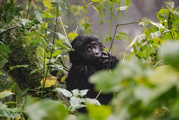 5 Days Uganda Gorillas and Wildlife