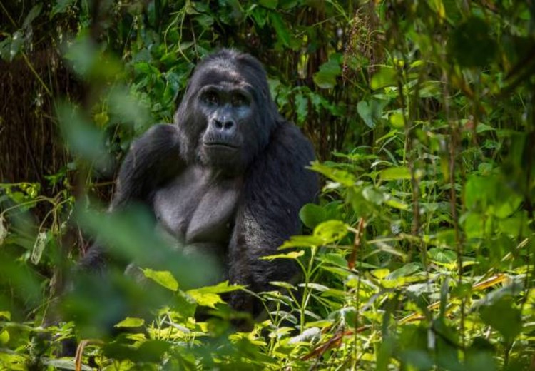 8 Days Gorillas and Wildlife