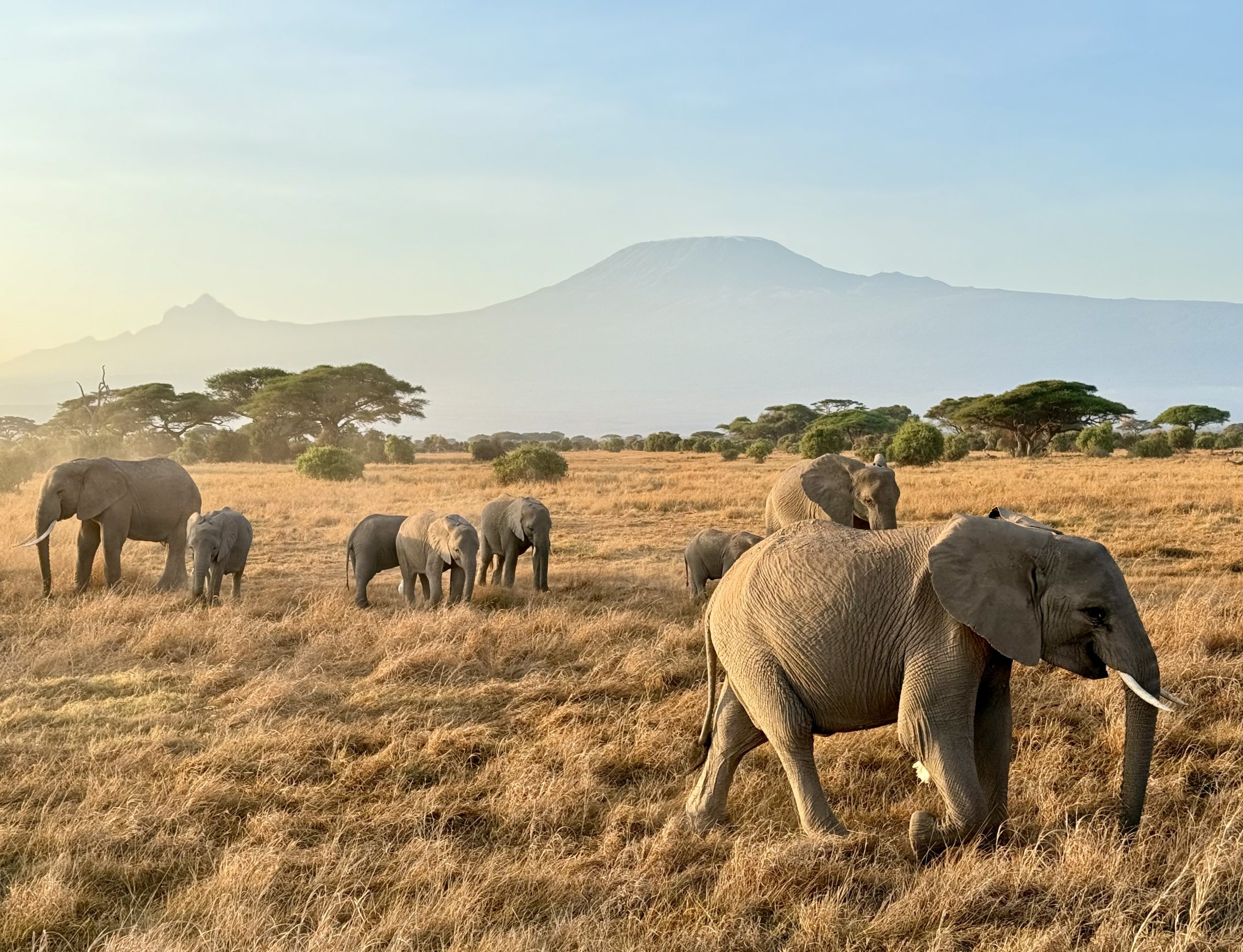 7-Day Big 5 Safari Sopa Lodges Amboseli, Naivasha, Nakuru, Mara