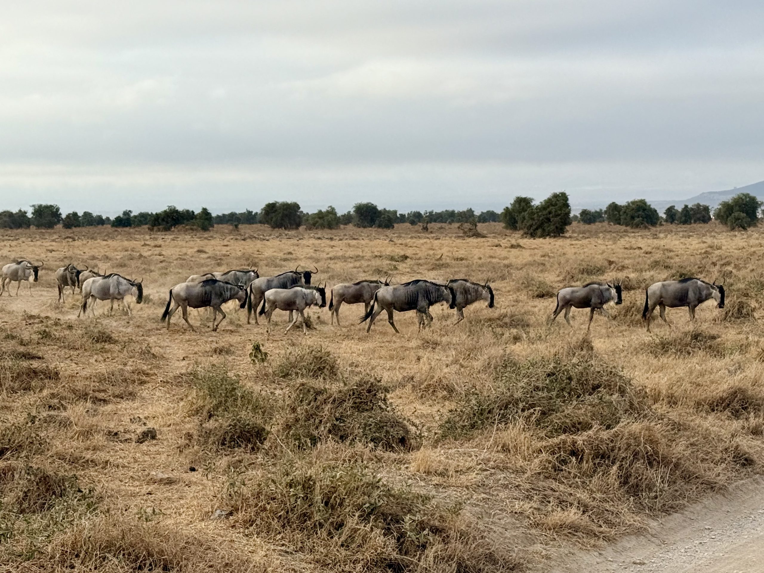 7-Day Best Safari in Kenya; Amboseli, Lake Naivasha, Lake Nakuru, & Mara Mid Range Tour
