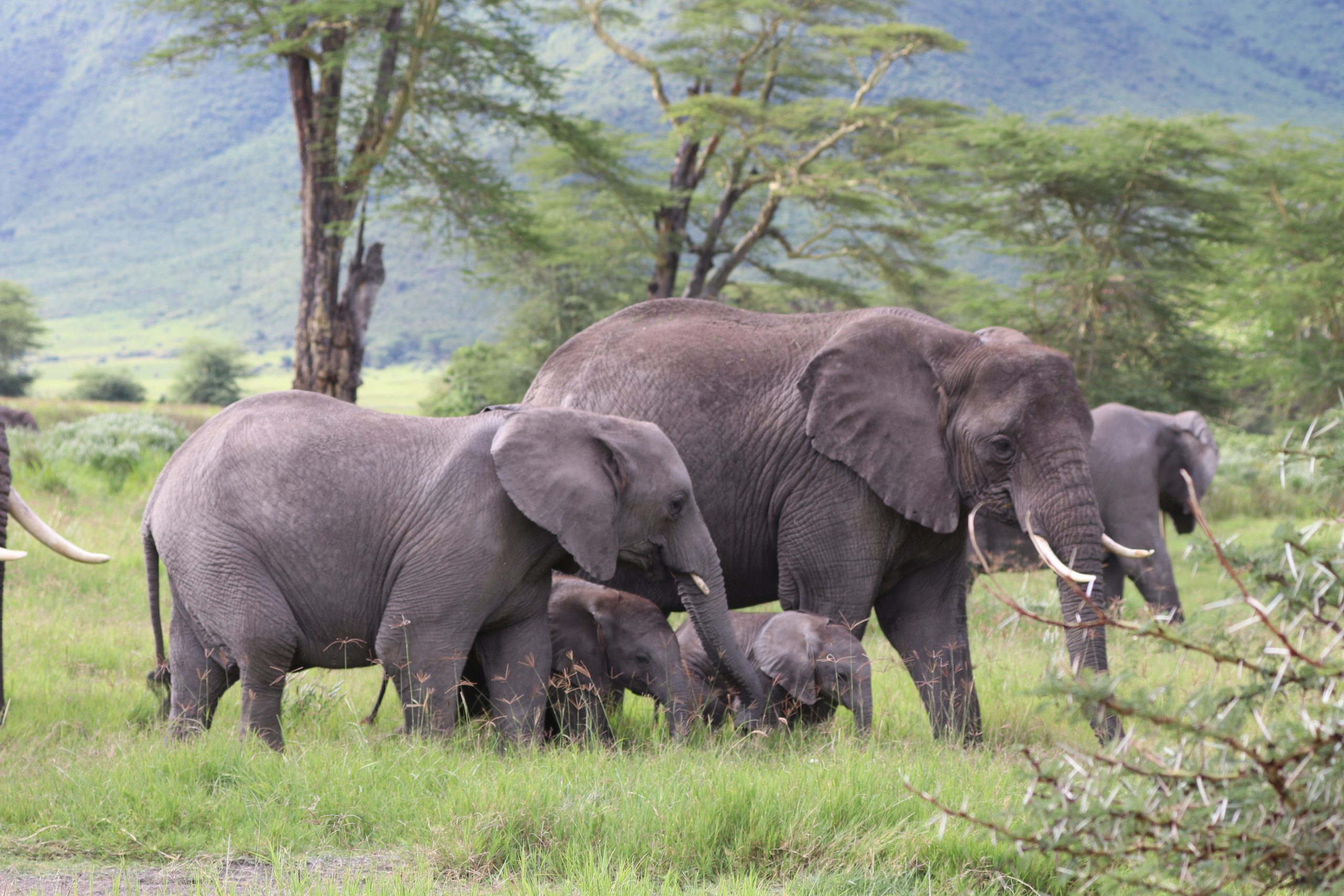 3 Days - Ngorongoro & Serengeti Best Camping Experience Tour