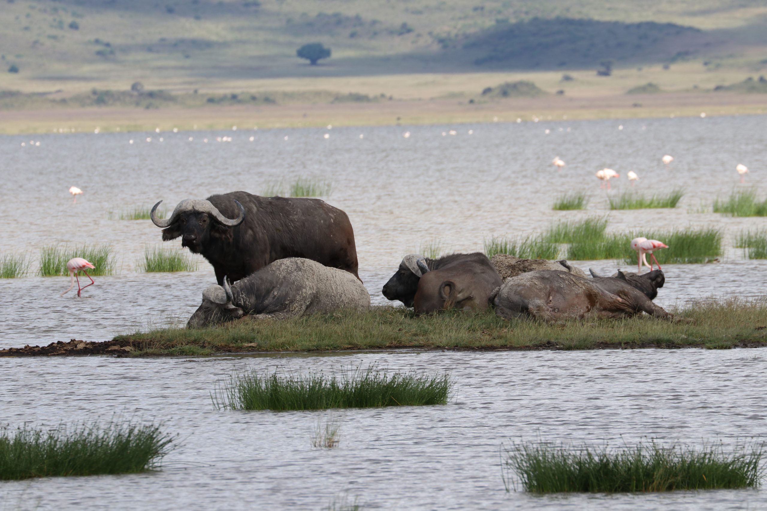5 Days  Tanzania Wild Splendor Safaris
