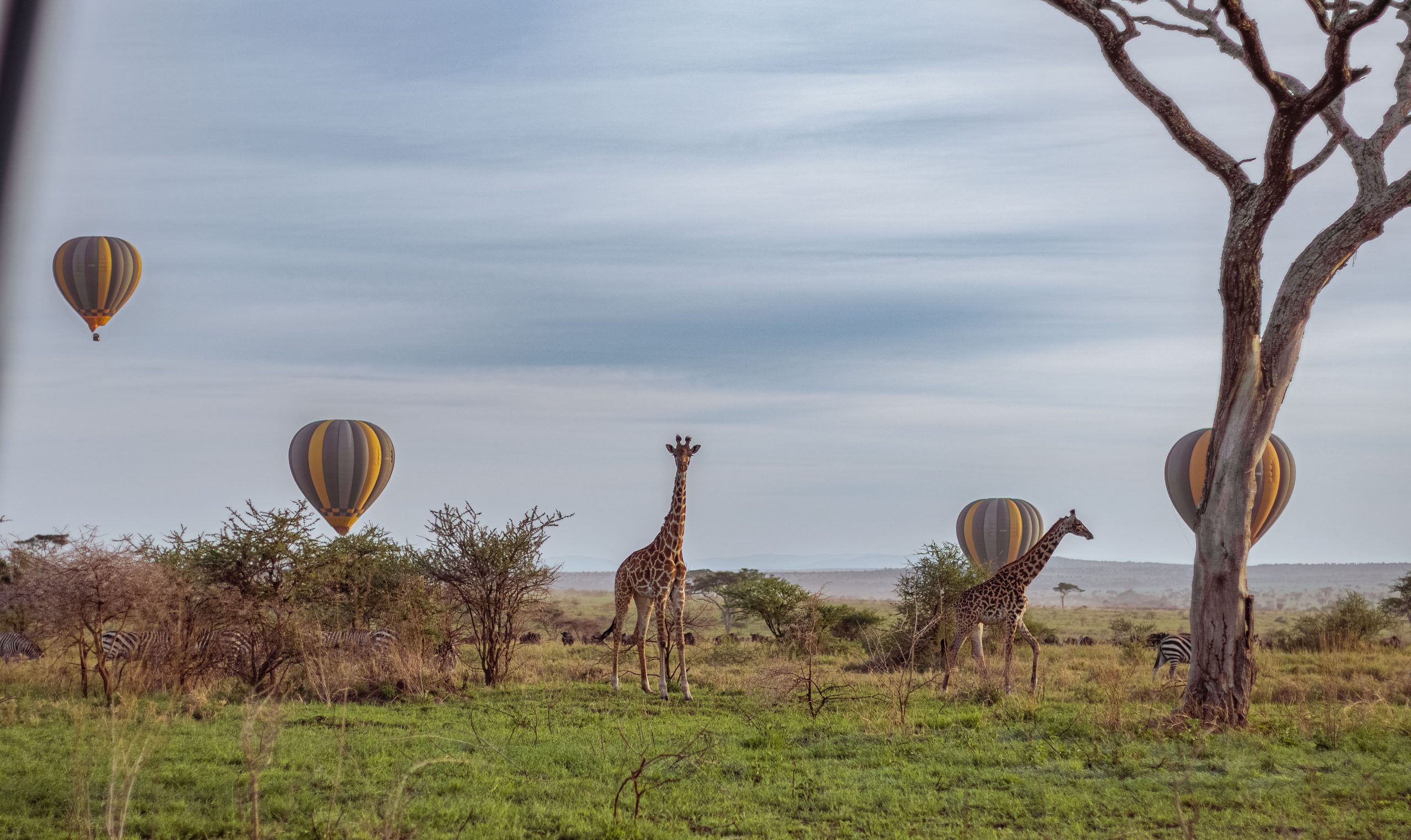 7 Days  Majestic Safari Retreat Tour