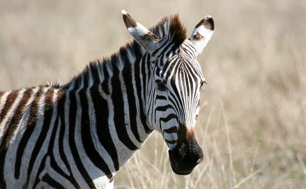 6-Day Tanzania Luxury Safari
