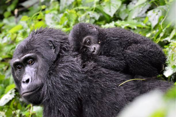 10 Days Uganda Gorilla and Wildlife